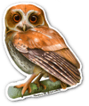 Múcaro de Puerto Rico | Puerto Rican Owl Sticker