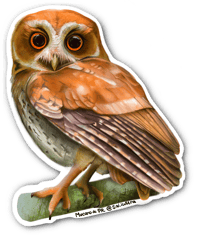 Múcaro de Puerto Rico | Puerto Rican Owl Sticker