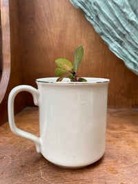 Image 2 of Primetime Fittonia in Vintage Tiger Cub Mug