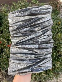 Image 2 of Orthoceras Slab