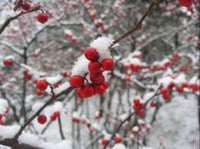 Winter's Bane