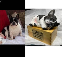 Image 3 of Custom Engraved French Bulldog Urn Handpainted To Your Photos