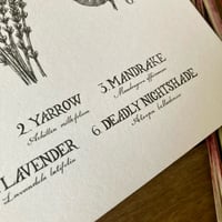 Image 4 of Witch Herbs A4 Print