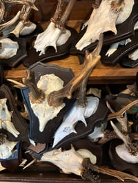 Five Random Roe Deer Shields