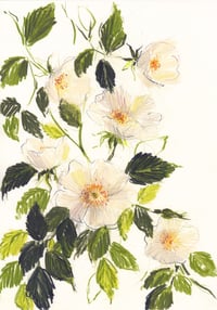 Dog roses 1