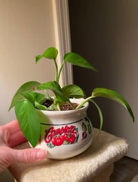 Image 1 of Golden Pothos in Nostalgic Campbells Soup Mug