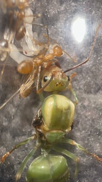Image 3 of Oecophylla smaragdina (Green Weaver)