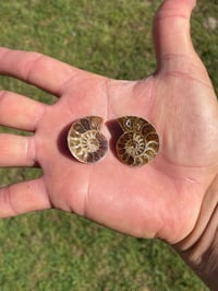 Image 6 of Ammonite Fossil Pair #1968