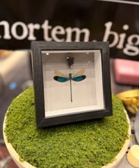 Image 3 of Metalwing Dragonfly 