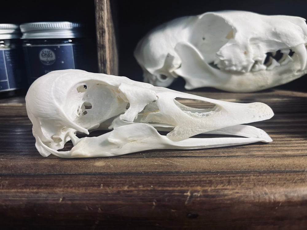 Image of Duck Skull