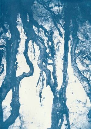 Woodland