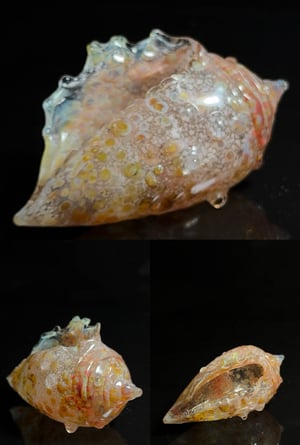 Image of Large Shell 1