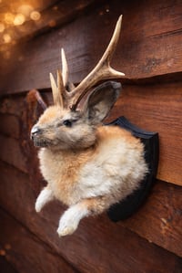 Make your own Jackalope Taxidermy workshop Thurs 18th June 5.30 to 9.30pm