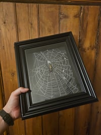 Image 1 of Large Black Box Frame With Taxiderny orbweaver Spider & Preserved Web