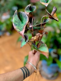 Image 4 of 🧡💚 Queen of Hearts Stems 👑💚