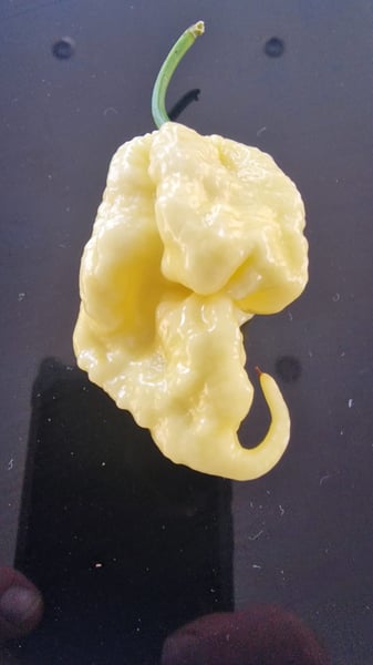 Image of Extremely Rare White Carolina Reaper Seeds 