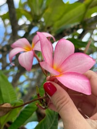 Image 25 of Paréo Baleine Céleste 