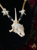 Squirrel Skull - Bone Necklace