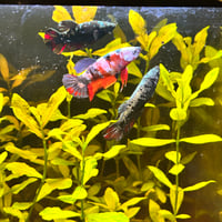 Image of Lucky Sorority (5x Females) 