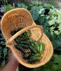 Image 2 of Jalapeno Pepper Seeds