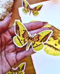 Image 1 of Emperor Moth sticker