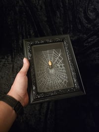 Image 2 of Incredible orbweaver spider with preserved web inside a beautiful box frame