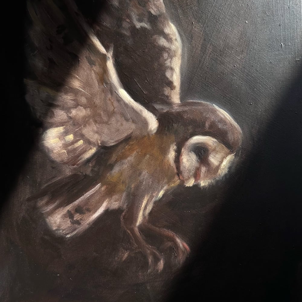 Image of barn owl in flight 