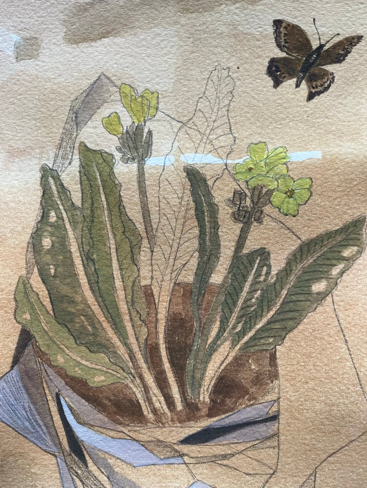 Image of Primula wrapped in tissue.