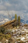 Snowy Saguaro RANDOM 4x6 (four count)