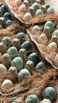 Image 6 of Set of 12 Spun Cotton Eggs, Naturalist Style (4 options)