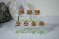 Image 4 of Tardigrades