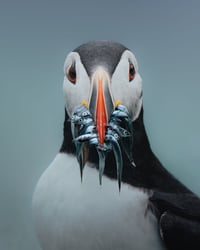 Image 1 of Frosty Catch