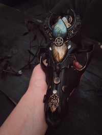 Image 1 of Spellbound adorned coyote skull 