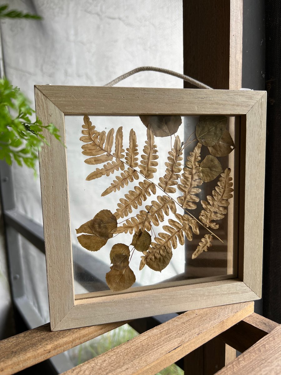 Image of pressed bb fern 