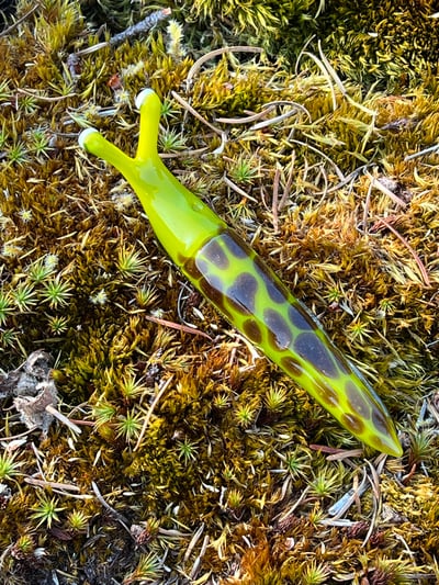 Image of Green and Brown Boro Slug