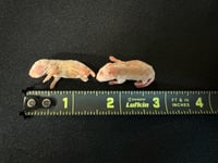 Image 1 of Pinky Mouse