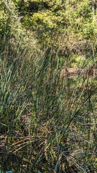 Image 4 of Hardstem Bulrush : Scirpus (Schoenoplectus) acutus