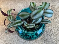 Image 2 of Purple Tradescantia in Blue Green Bird Planter