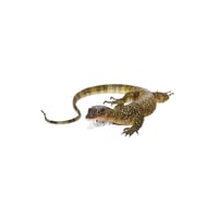 Russell’s Island Mangrove Monitor 