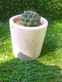 Image 2 of Terrazzo Mammillaria Cylinder Large