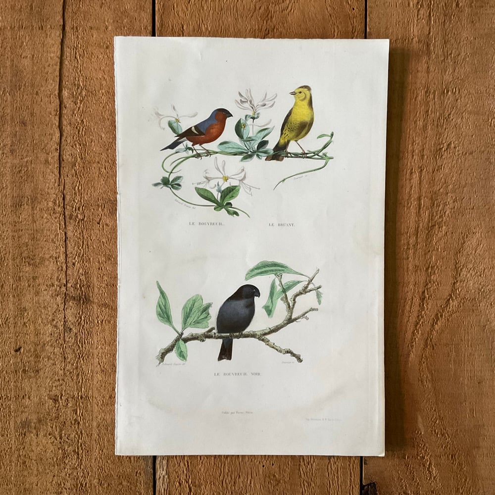 Image of Bird Picture