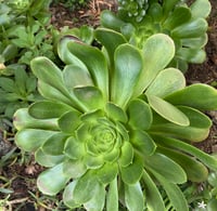 Image 2 of Aeonium purple tree