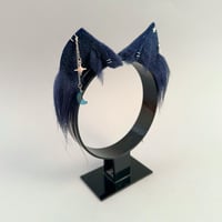 Image 3 of Navy Moons Kitten