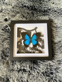 Papilio ulysses Indian ink