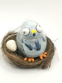 Image 1 of Pigeon 1