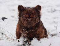 Image 2 of Draco Stud Fee 