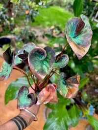Image 1 of 🧡💚 Queen of Hearts Stems 👑💚