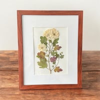 Image 3 of Genuine White Chrysanthemum Wildflower Art In 8" X 10" Frame (Item# 2022058)