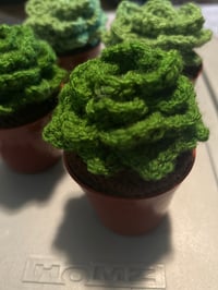 Image 1 of Succulents 