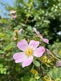 Image 1 of Esencia floral de ROSA SILVESTRE